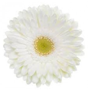 ΖΕΡΜΒΕΡΑ ΛΕΥΚΗ εισαγ. GERBERA GR FAHRENHEIT